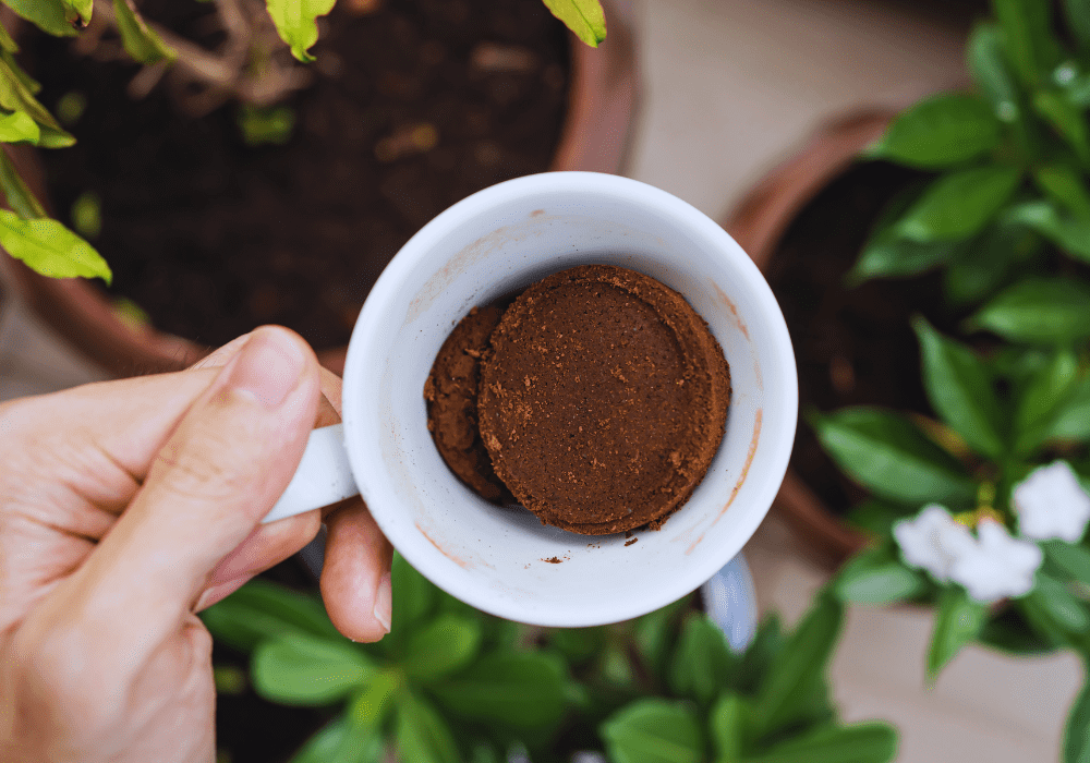 Marc de café contre les moustiques